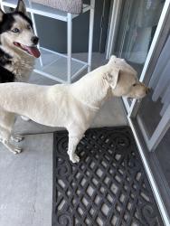 Found/Stray Unknown Dog last seen Quail and 57th , Albuquerque, NM 87120