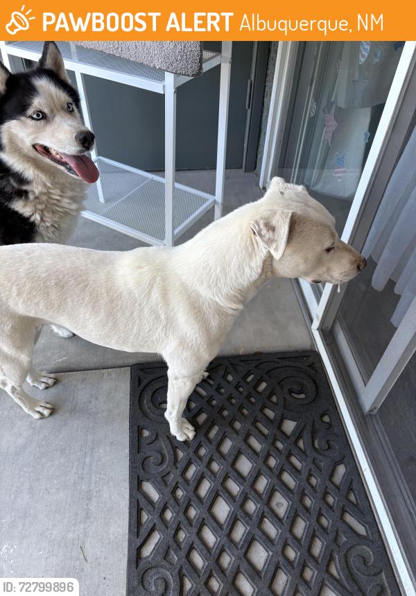 Found/Stray Unknown Dog last seen Quail and 57th, Albuquerque, NM 87120