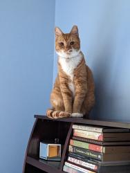 Lost Male Cat last seen Hanarry est , Lilburn, GA 30047