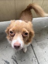 Lost Male Dog last seen everman texas, Fort Worth, TX 76140