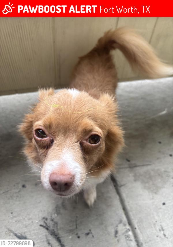 Lost Male Dog last seen everman texas, Fort Worth, TX 76140