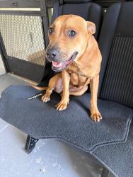 Found/Stray Female Dog last seen Krome st , Miami, FL 33187