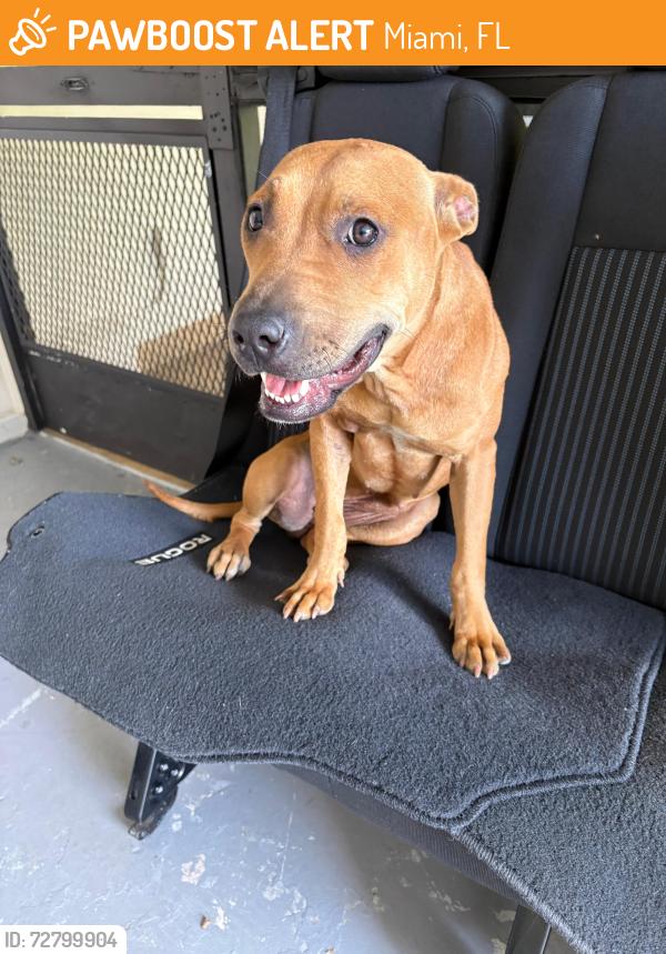 Found/Stray Female Dog last seen Krome st , Miami, FL 33187