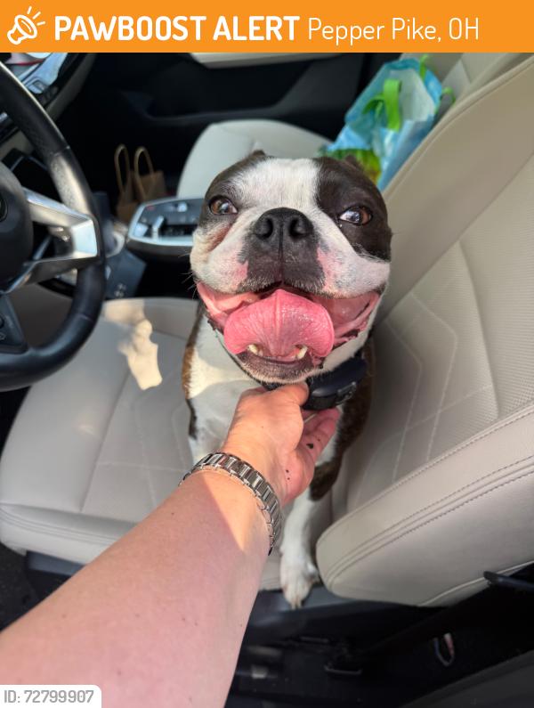 Found/Stray Male Dog last seen Shaker Blvd & SOM Center Rd, Pepper Pike, OH 44124