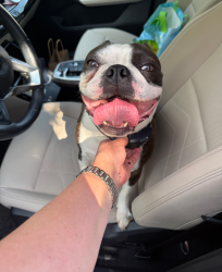 Found/Stray Male Dog last seen Shaker Blvd & SOM Center Rd, Pepper Pike, OH 44124