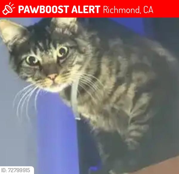 Lost Male Cat last seen San Pablo dam rd by wendys, Richmond, CA 94808