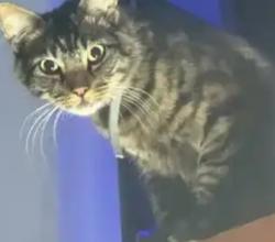 Lost Male Cat last seen San Pablo dam rd by wendys, Richmond, CA 94808