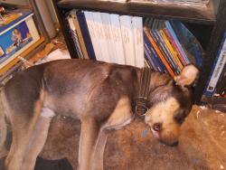 Lost Male Dog last seen Judge Orr Road and Guthrie, Calhan, CO 80808