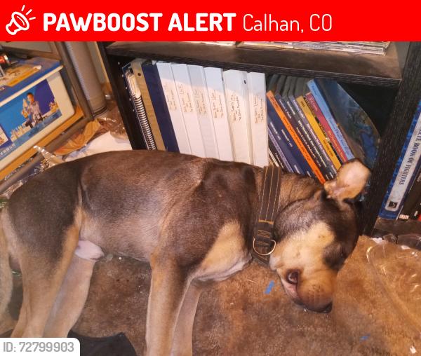 Lost Male Dog last seen Judge Orr Road and Guthrie, Calhan, CO 80808