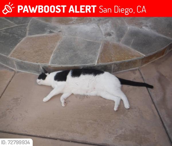 Lost Male Cat last seen Ralphs Ranch Rd, San Diego, CA 92127