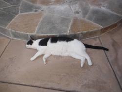 Lost Male Cat last seen Ralphs Ranch Rd, San Diego, CA 92127