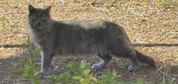 Found/Stray Female Cat last seen Acoma and 40th St., Phoenix, AZ 85032
