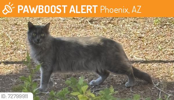 Found/Stray Female Cat last seen Acoma and 40th St., Phoenix, AZ 85032