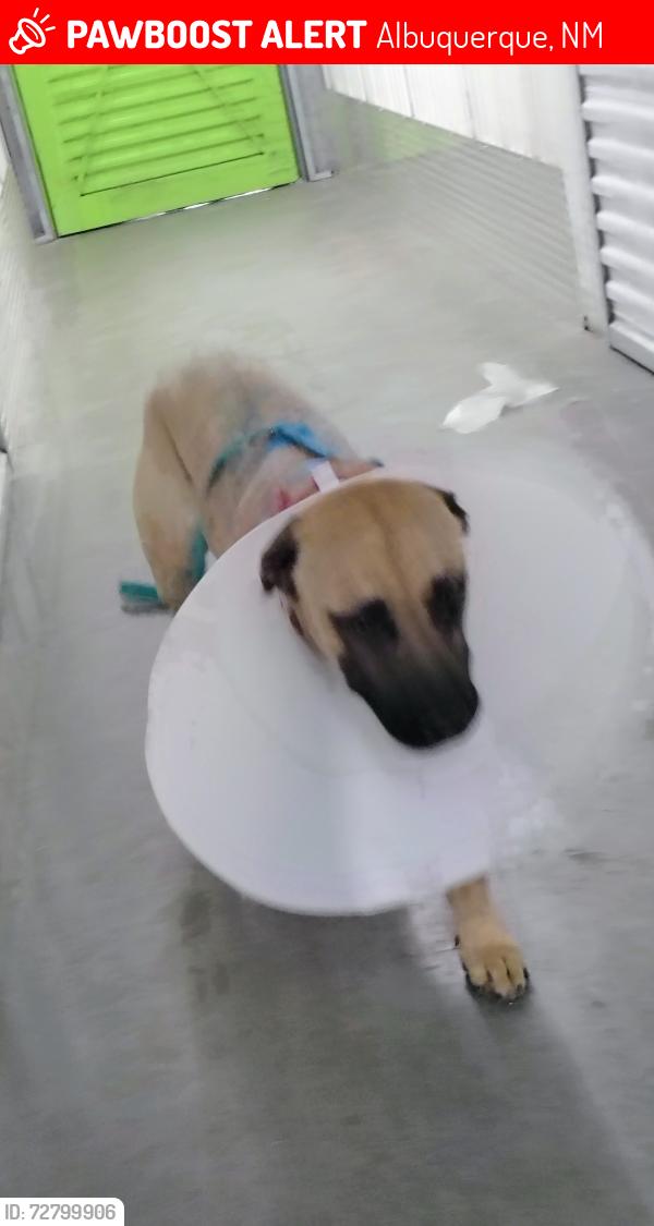 Lost Male Dog last seen General Hodges/Buena Vista, Albuquerque, NM 87123