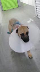 Lost Male Dog last seen General Hodges/Buena Vista, Albuquerque, NM 87123