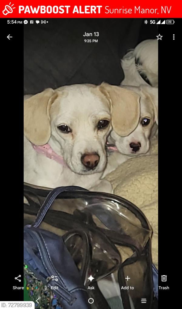 Lost Female Dog last seen Sandhill @ Sahara @ Boulder Hwy, Sunrise Manor, NV 89121