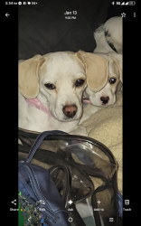 Lost Female Dog last seen Sandhill @ Sahara @ Boulder Hwy, Sunrise Manor, NV 89121