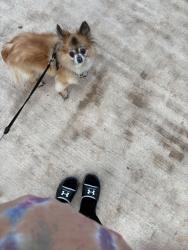 Lost Male Dog last seen Beulah ave akron oh , Akron, OH 44314