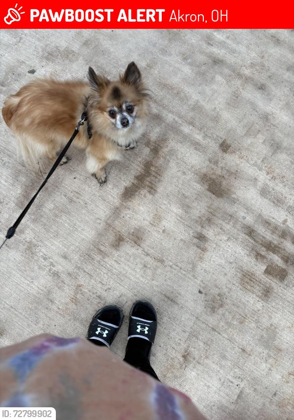 Lost Male Dog last seen Beulah ave akron oh , Akron, OH 44314