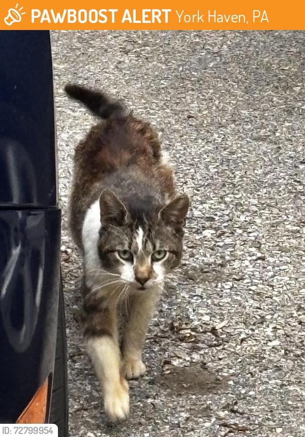 Found/Stray Unknown Cat last seen J and A shoppette, York Haven, PA 17502