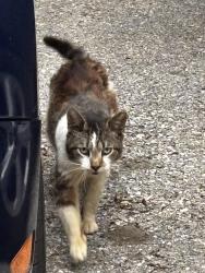 Found/Stray Unknown Cat last seen J and A shoppette, York Haven, PA 17502