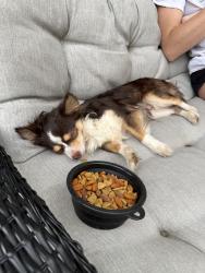 Found/Stray Male Dog last seen glass run rd, Baldwin, PA 15236