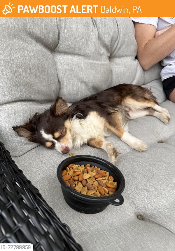 Found/Stray Male Dog last seen glass run rd, Baldwin, PA 15236