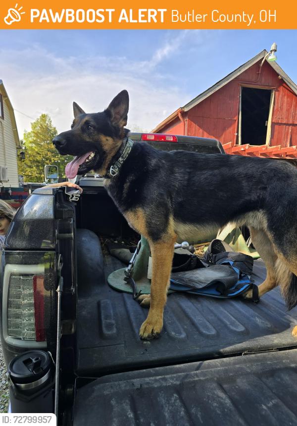 Found/Stray Male Dog last seen EATON RD, Butler County, OH 45062