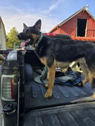 Found/Stray Male Dog last seen EATON RD, Butler County, OH 45062