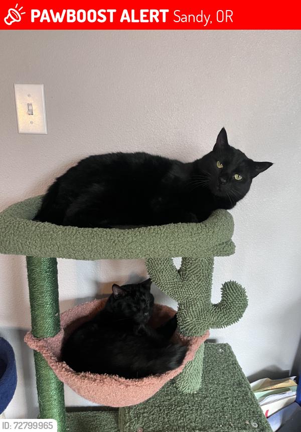 Lost Male Cat last seen sandbar bbq, Sandy, OR 97009