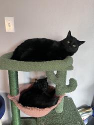 Lost Male Cat last seen sandbar bbq, Sandy, OR 97009