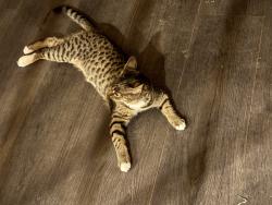 Lost Female Cat last seen Avenida Del Oro, Pueblo West, CO 81007