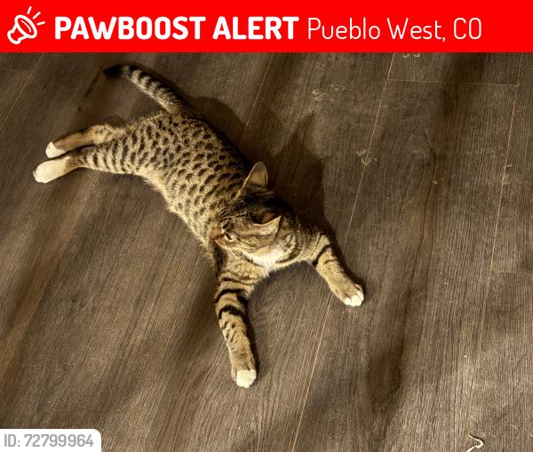 Lost Female Cat last seen Avenida Del Oro, Pueblo West, CO 81007