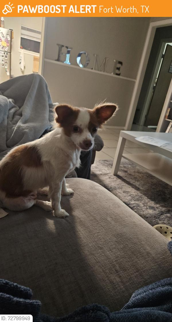 Found/Stray Female Dog last seen Valentine and 30, Fort Worth, TX 76107