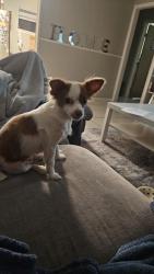 Found/Stray Female Dog last seen Valentine and 30, Fort Worth, TX 76107
