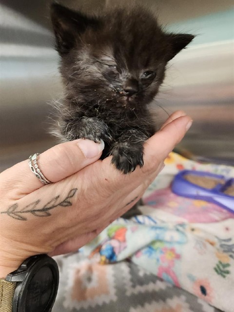 Shelter Stray Female Cat last seen Near BLOCK SEVENTH AVE, 4950 SW Triana Blvd, Huntsville, AL 35805, USA