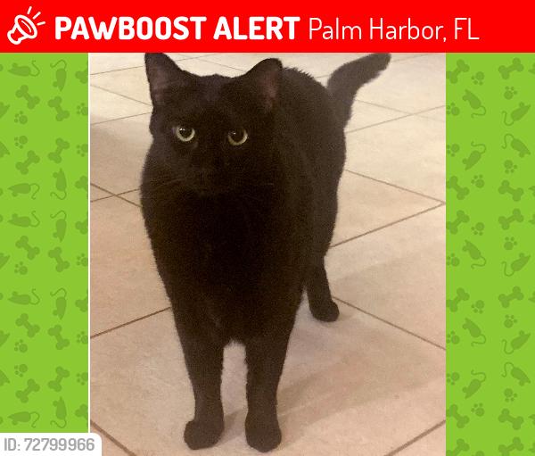 Lost Male Cat last seen Wetherington Way - Country Woods Lane, Palm Harbor, FL 34683