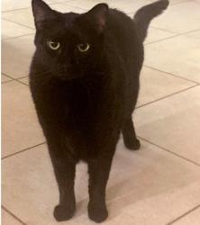Lost Male Cat last seen Wetherington Way - Country Woods Lane, Palm Harbor, FL 34683