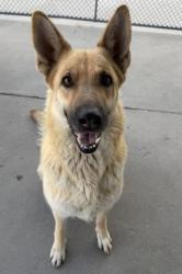 Shelter Stray Female Dog last seen Near BLOCK BROOKS RD, DELANO CA 93215, Bakersfield, CA 93308
