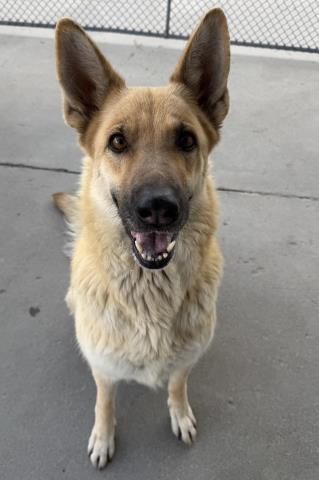 Shelter Stray Female Dog last seen Near BLOCK BROOKS RD, DELANO CA 93215, Bakersfield, CA 93308