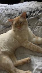 Lost Male Cat last seen San ysidro Blvd, San Diego, CA 92173