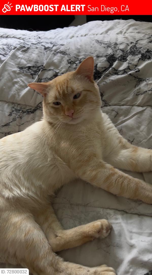 Lost Male Cat last seen San ysidro Blvd, San Diego, CA 92173