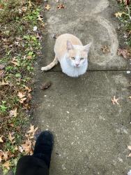 Lost Male Cat last seen Seven hills pet clinic /SR28 & Barre, Loveland, OH 45140