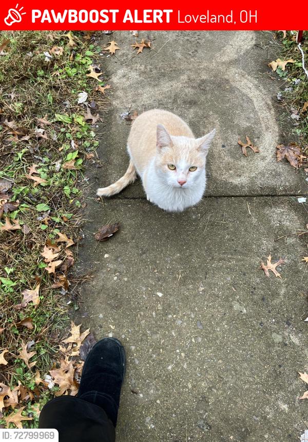 Lost Male Cat last seen Seven hills pet clinic /SR28 & Barre, Loveland, OH 45140