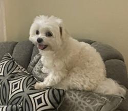 Lost Female Dog last seen Miramar , Miramar, FL 33025