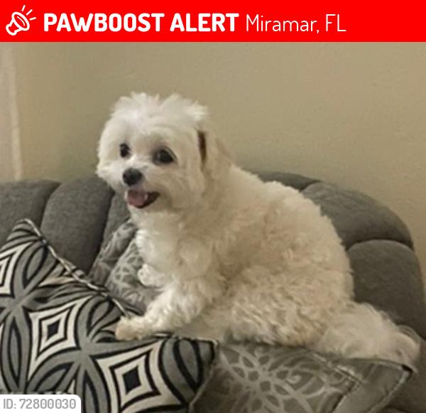 Lost Female Dog last seen Miramar , Miramar, FL 33025
