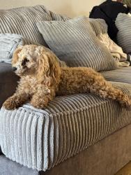 Lost Female Dog last seen Erie Street, San Diego, CA 92110