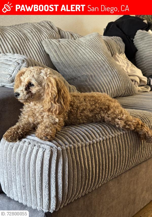 Lost Female Dog last seen Erie Street, San Diego, CA 92110