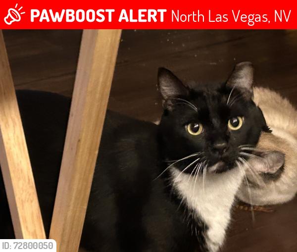 Lost Male Cat last seen Deer Springs and Upland Range - Living Smart s, North Las Vegas, NV 89084