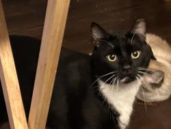 Lost Male Cat last seen Deer Springs and Upland Range - Living Smart s, North Las Vegas, NV 89084
